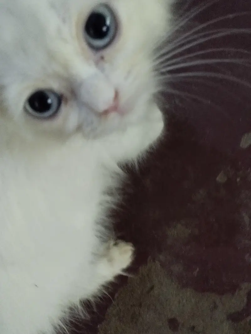 cat family a — photo 8