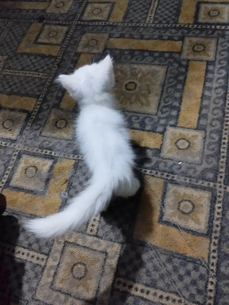 cat family a — photo 10