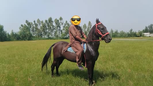 horses available for sale