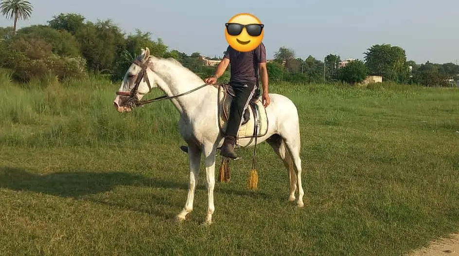horses available for sale