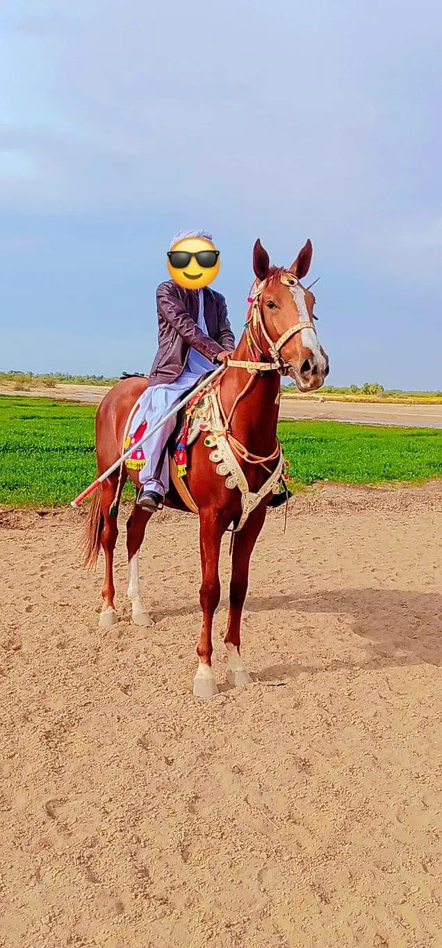 horses available for sale — photo 2