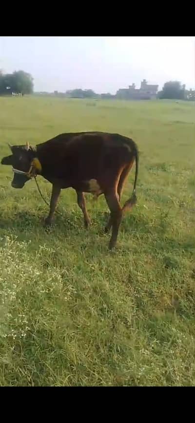bull .