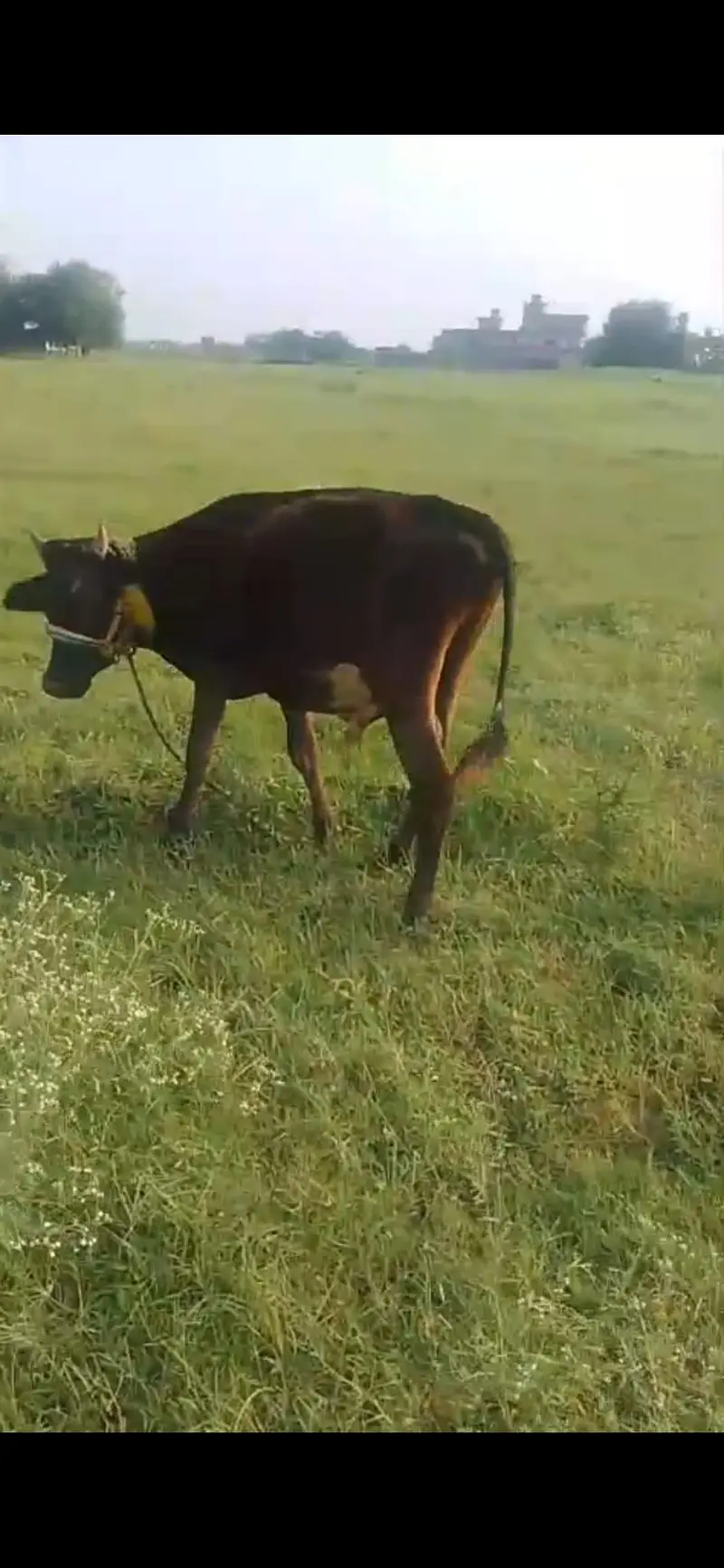 bull .