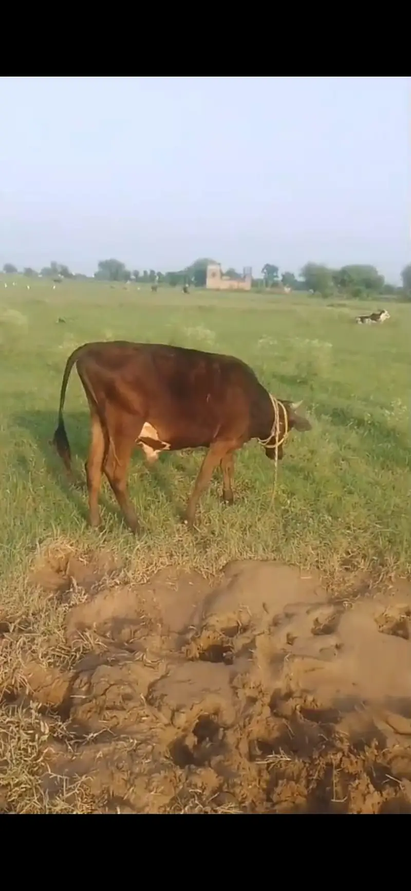 bull . — photo 2