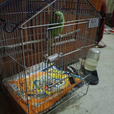 female parrot for sale mashallah active h