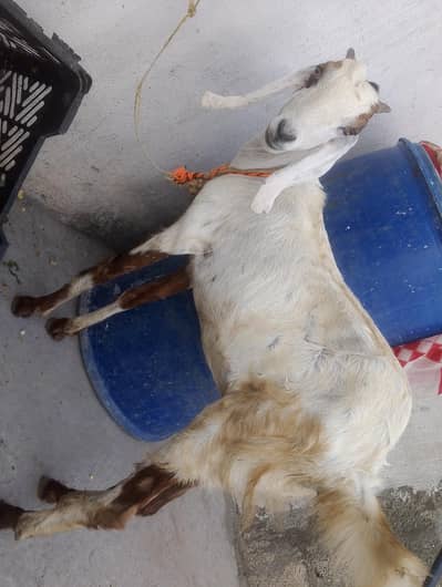 Goat with Female Kid Pair (Maa Bacchi Ka Jora) For Sale