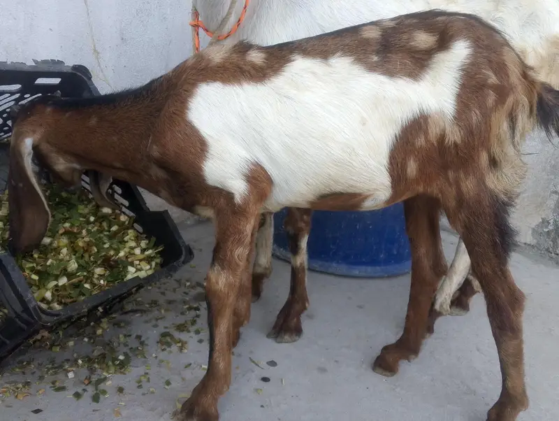 beetal cross Goat with Female Kid Pair (Maa Bacchi Ka Jora) For Sale — photo 2
