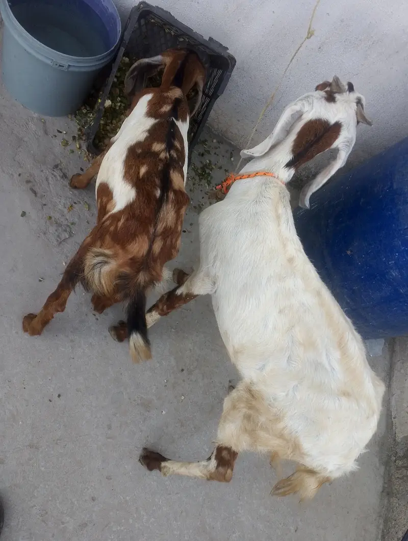 beetal cross Goat with Female Kid Pair (Maa Bacchi Ka Jora) For Sale — photo 3