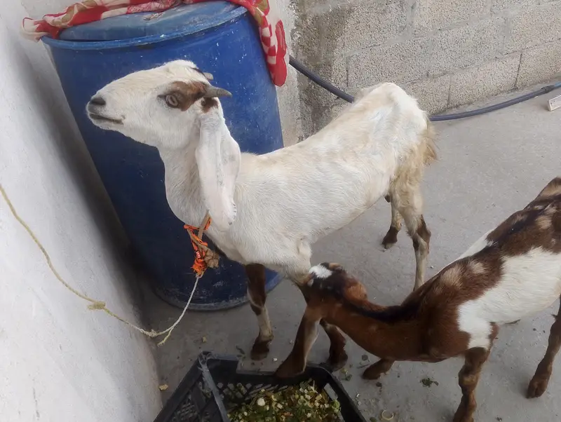 beetal cross Goat with Female Kid Pair (Maa Bacchi Ka Jora) For Sale — photo 4