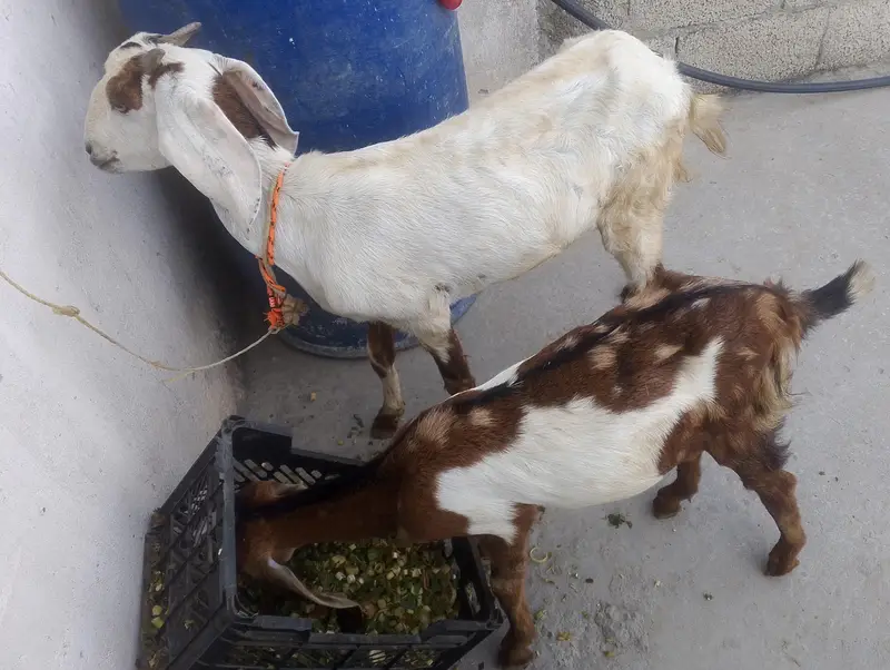 beetal cross Goat with Female Kid Pair (Maa Bacchi Ka Jora) For Sale — photo 5