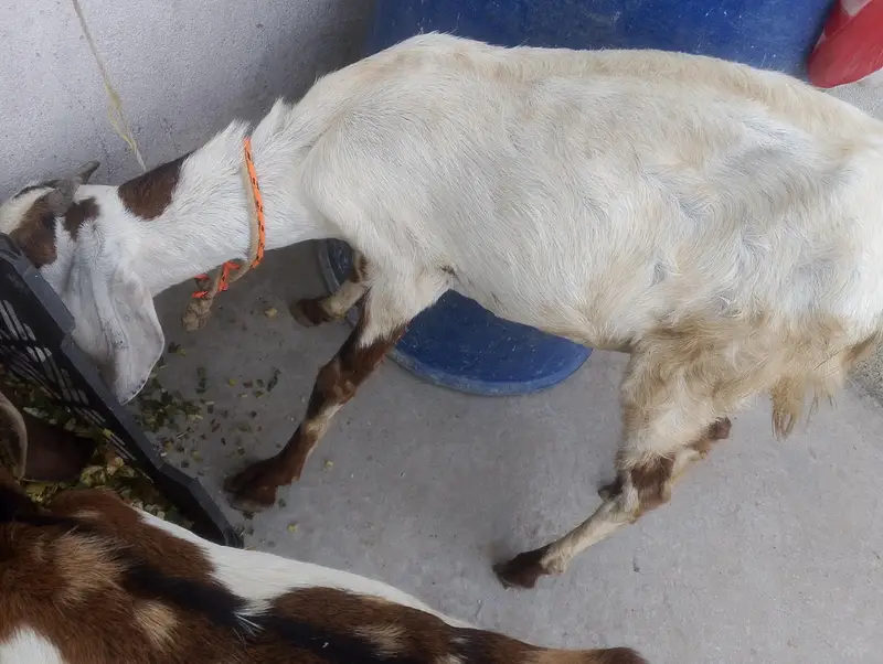 beetal cross Goat with Female Kid Pair (Maa Bacchi Ka Jora) For Sale — photo 6