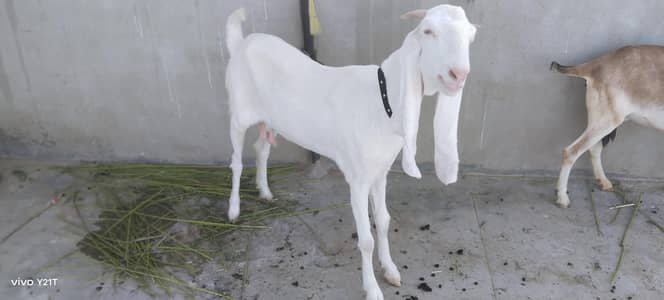 Gulabi Bakri for sale pair