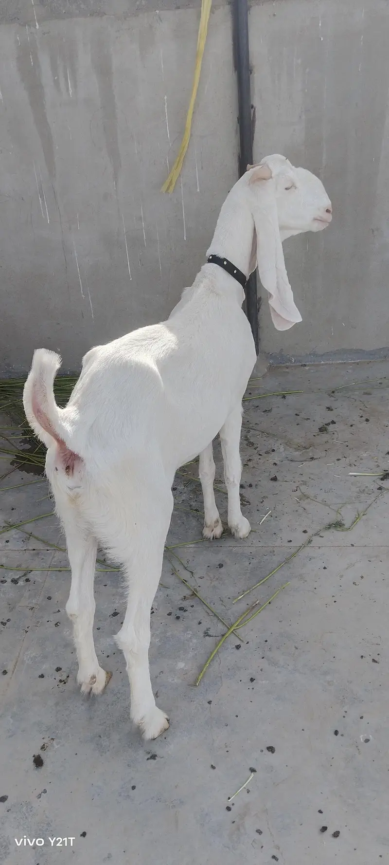 Gulabi Bakri for sale pair — photo 2