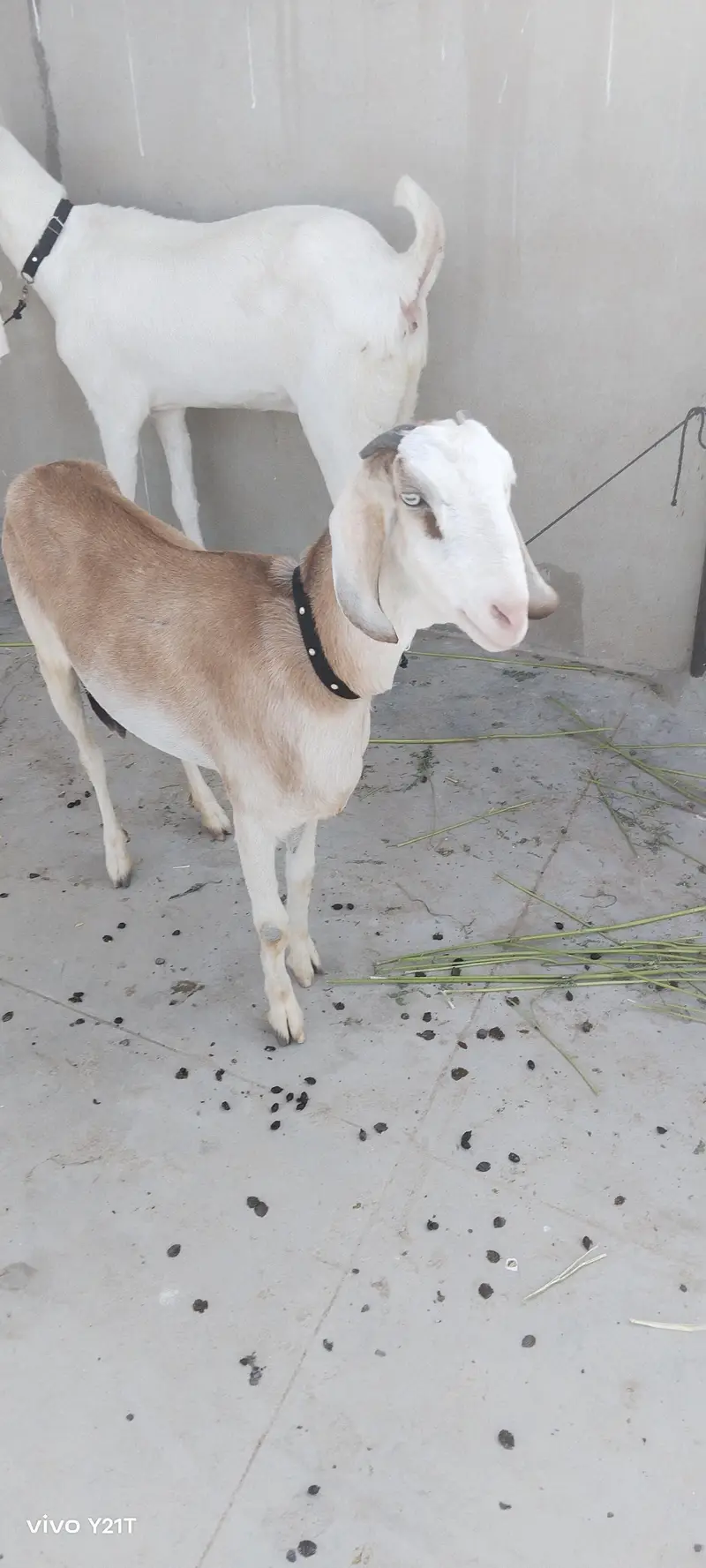 Gulabi Bakri for sale pair — photo 3