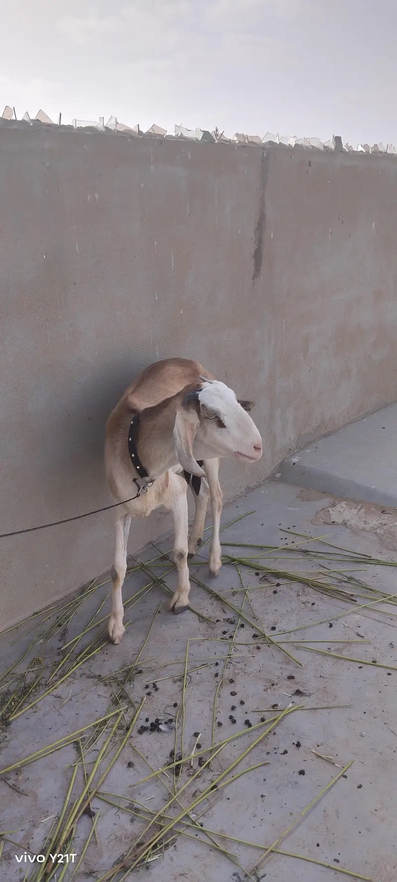 Gulabi Bakri for sale pair — photo 4