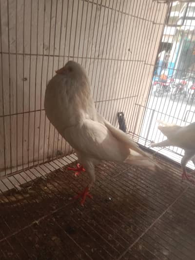 Gubara pigeon pair
