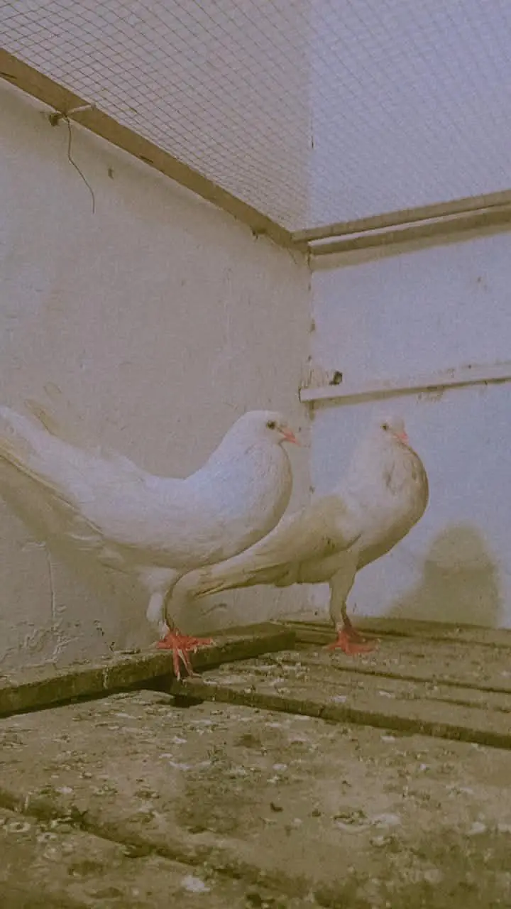 Gubara pigeon pair — photo 2