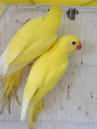 YELLOW RING NECK FOR SALE
