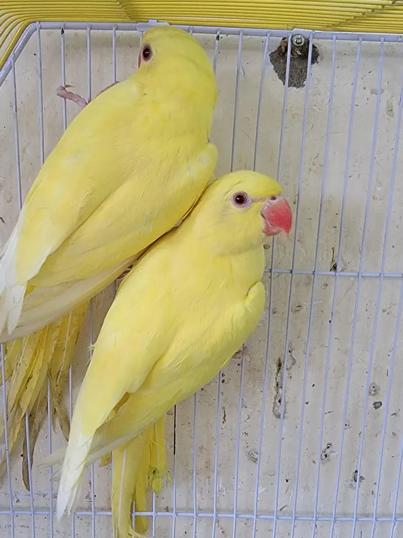 YELLOW RING NECK FOR SALE — photo 2