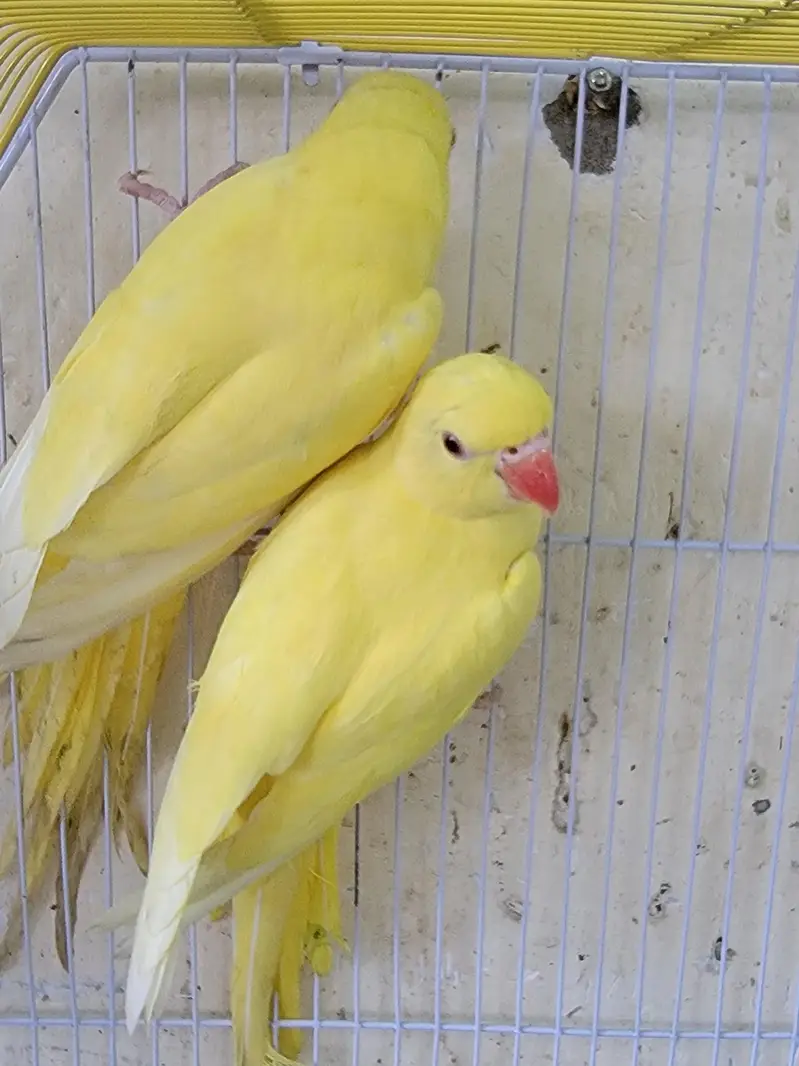 YELLOW RING NECK FOR SALE — photo 3