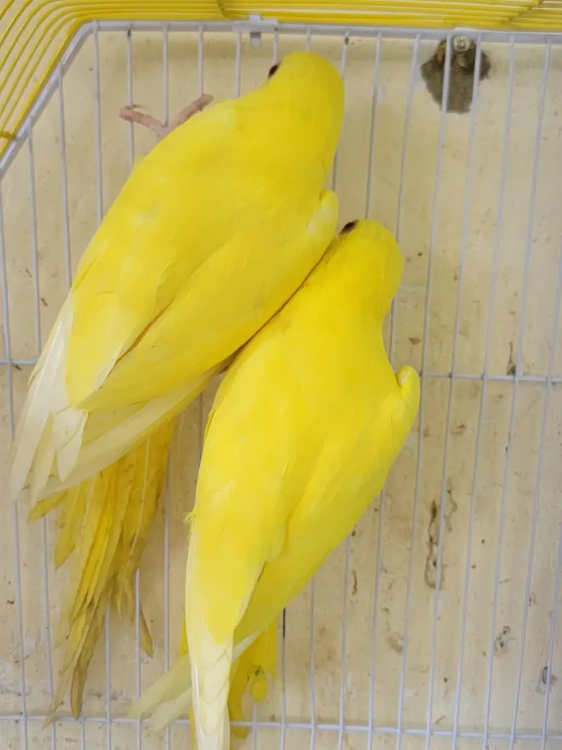 YELLOW RING NECK FOR SALE — photo 4