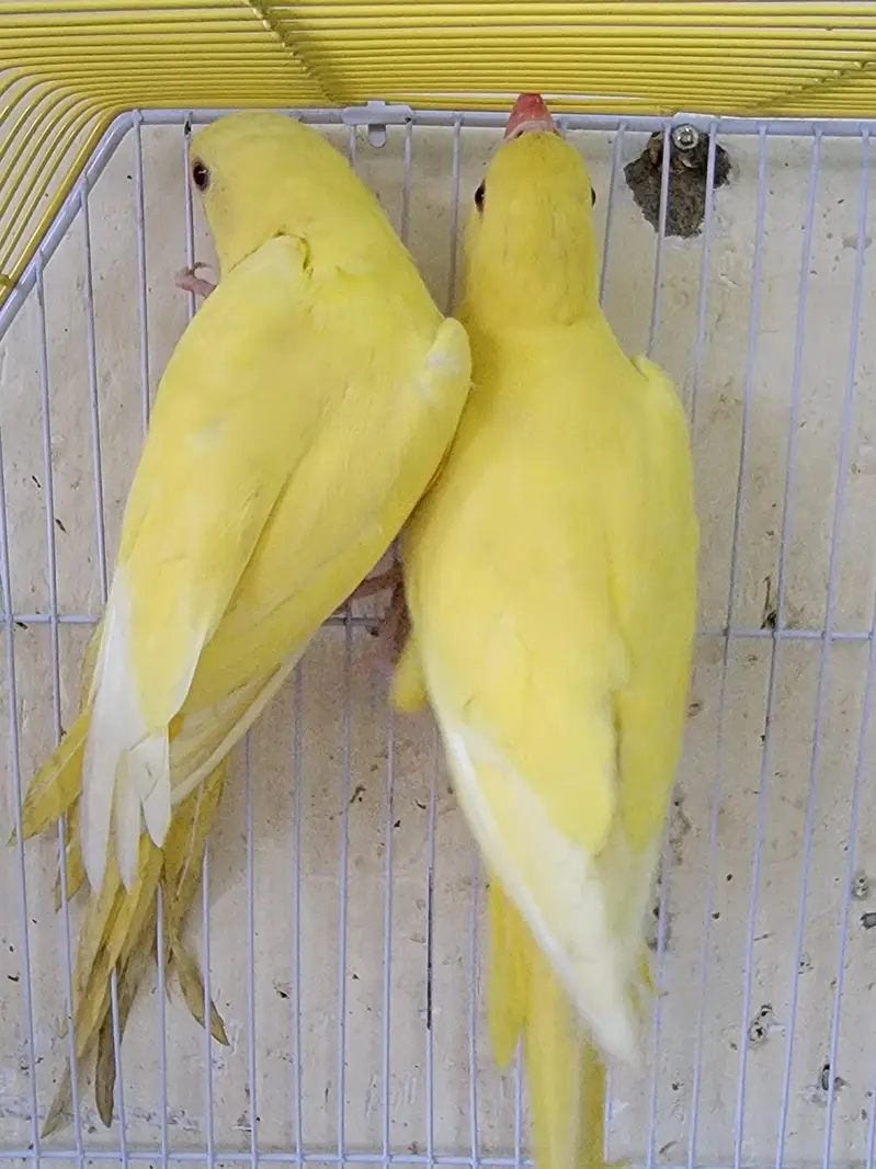 YELLOW RING NECK FOR SALE — photo 5