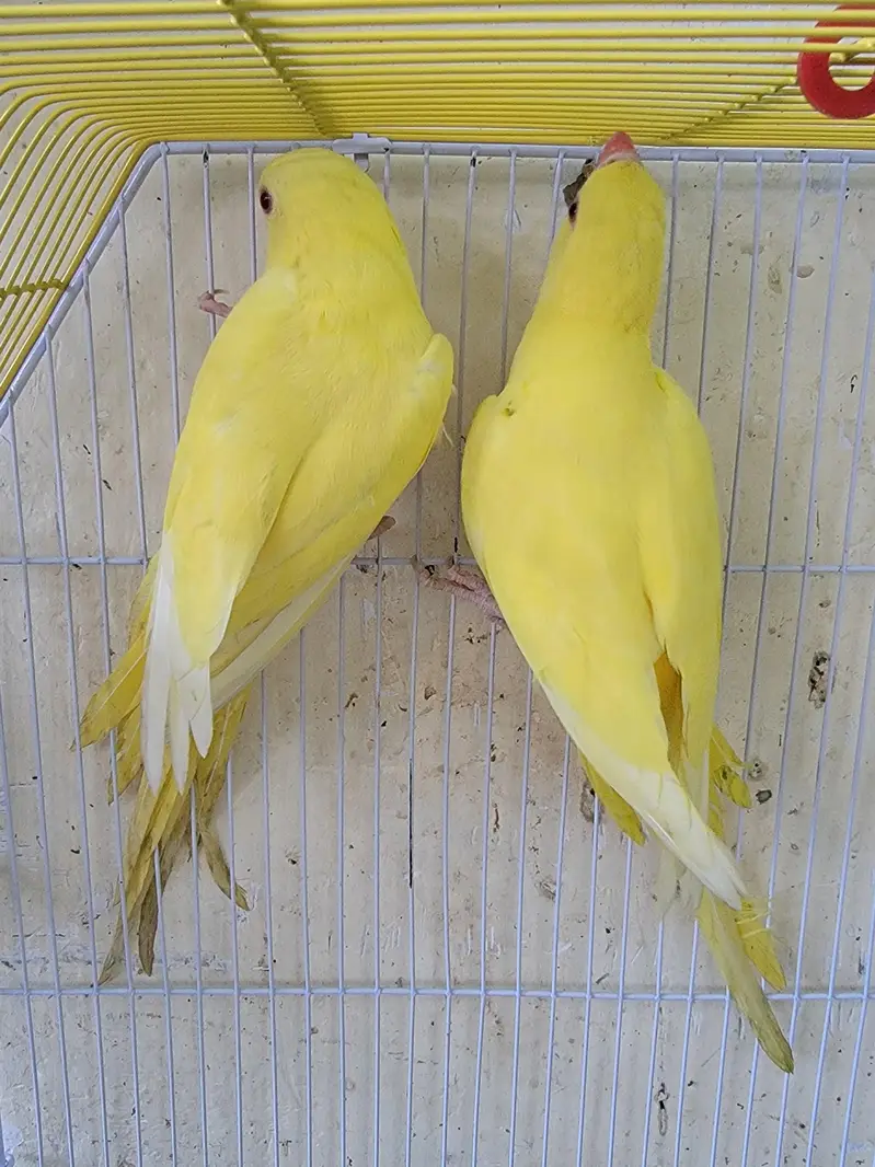 YELLOW RING NECK FOR SALE — photo 6