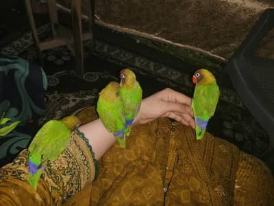 love birds
