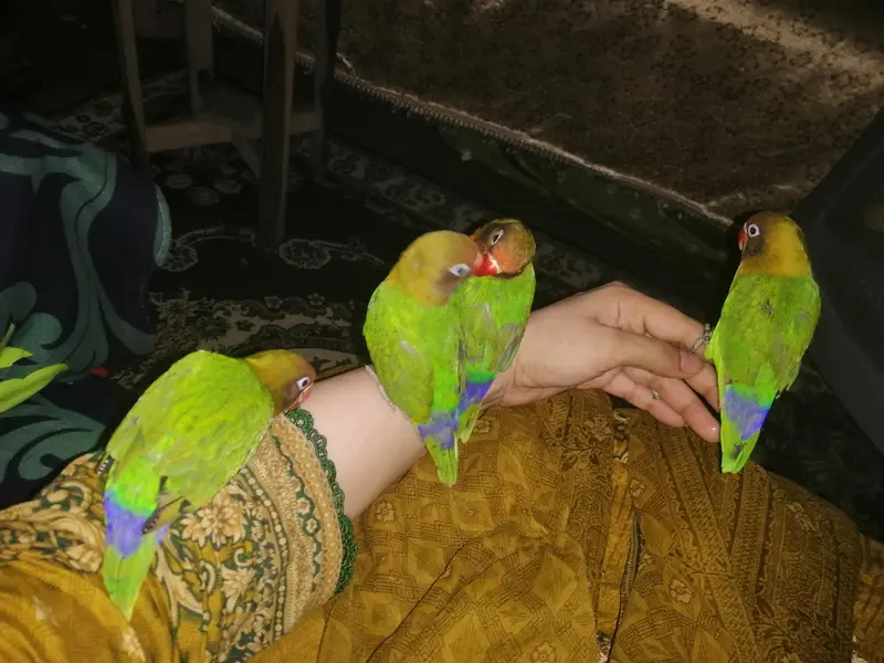 love birds — photo 2
