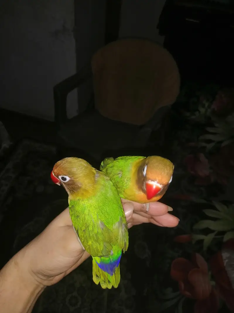 love birds — photo 3