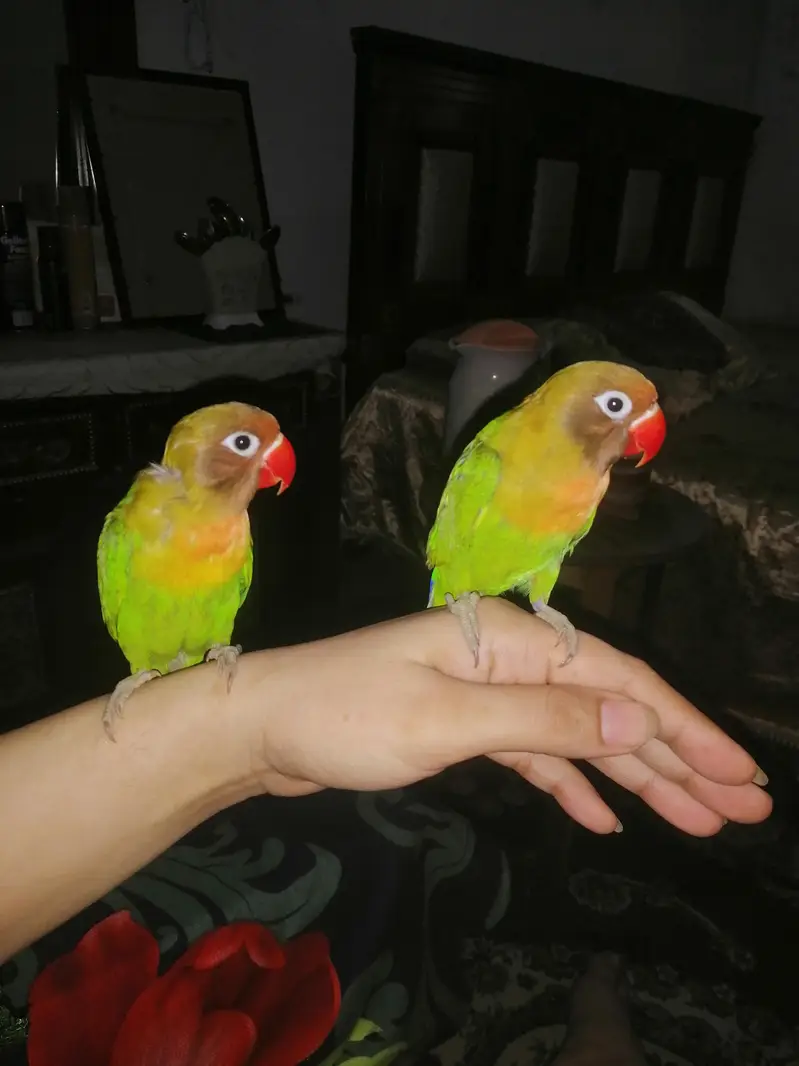 love birds — photo 4