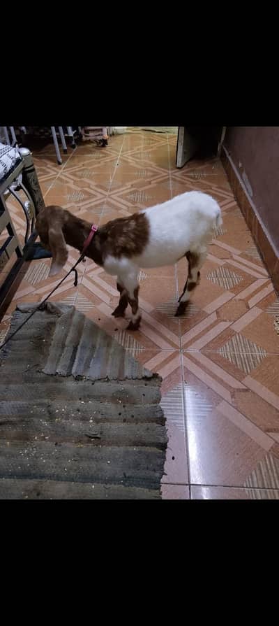baby bakri for sale