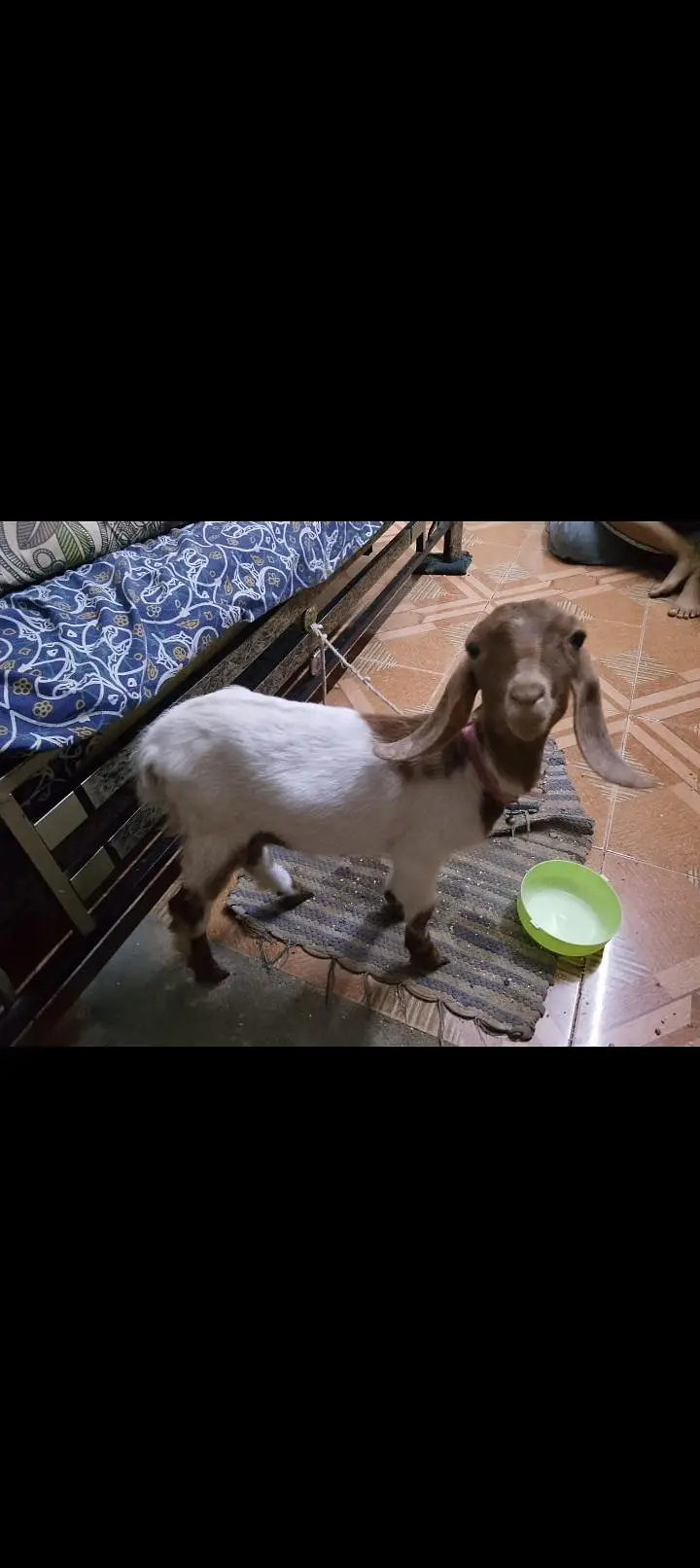 baby bakri for sale — photo 3