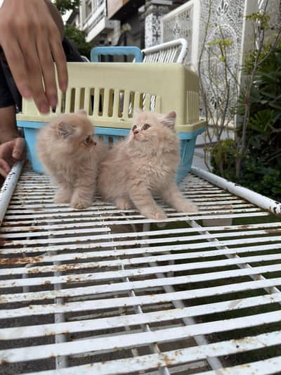 QUALITY PERSIAN FAWN KITTENS 03177308350