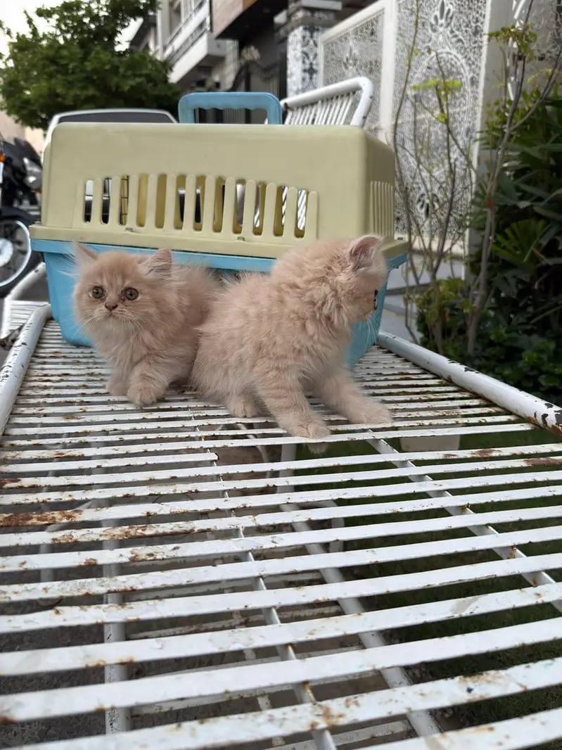 QUALITY PERSIAN FAWN KITTENS 03177308350 — photo 2