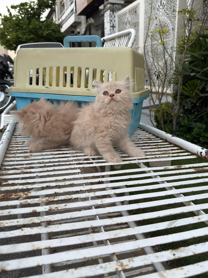 QUALITY PERSIAN FAWN KITTENS 03177308350 — photo 3
