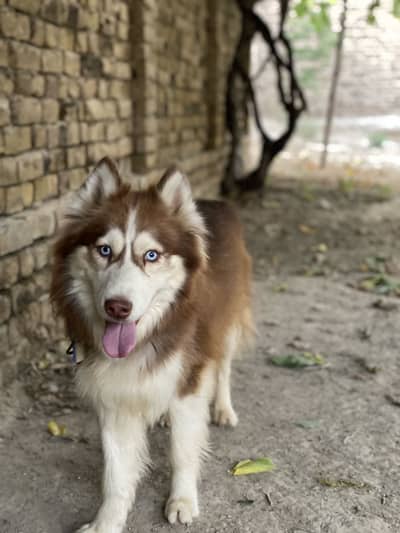 Siberian huskey full coat