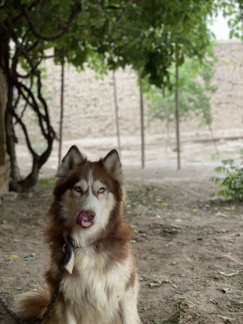 Siberian huskey full coat — photo 2