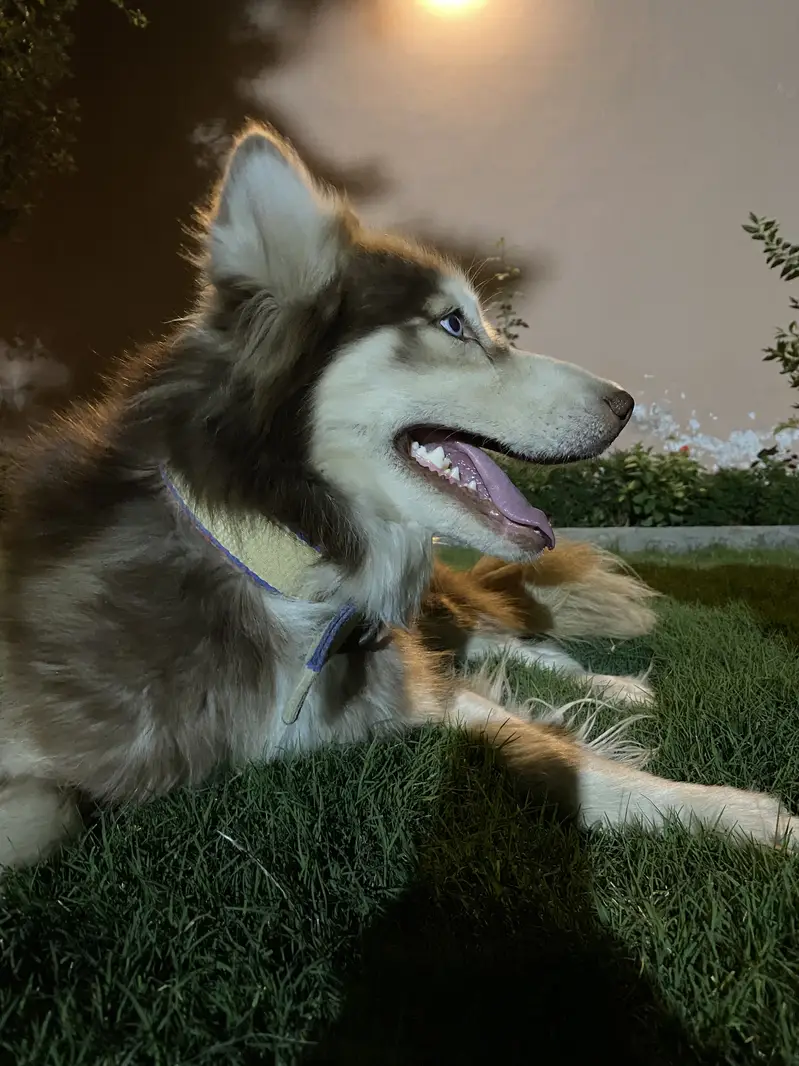 Siberian huskey full coat — photo 3