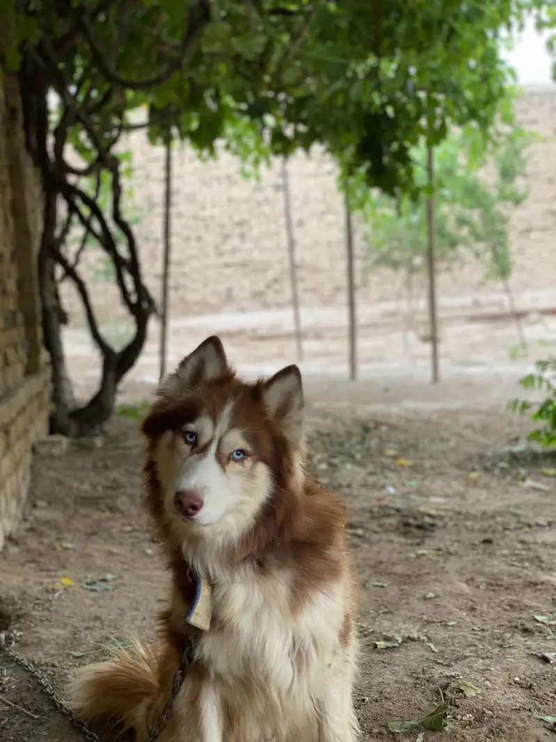 Siberian huskey full coat — photo 4