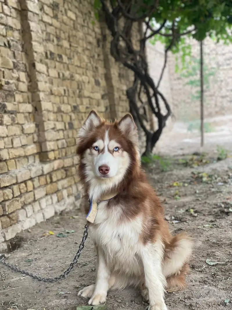 Siberian huskey full coat — photo 5