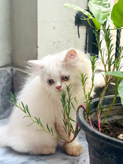 Kittens Looking for New Homes