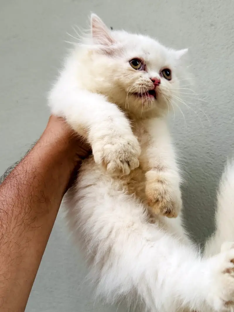 Kittens Looking for New Homes — photo 2