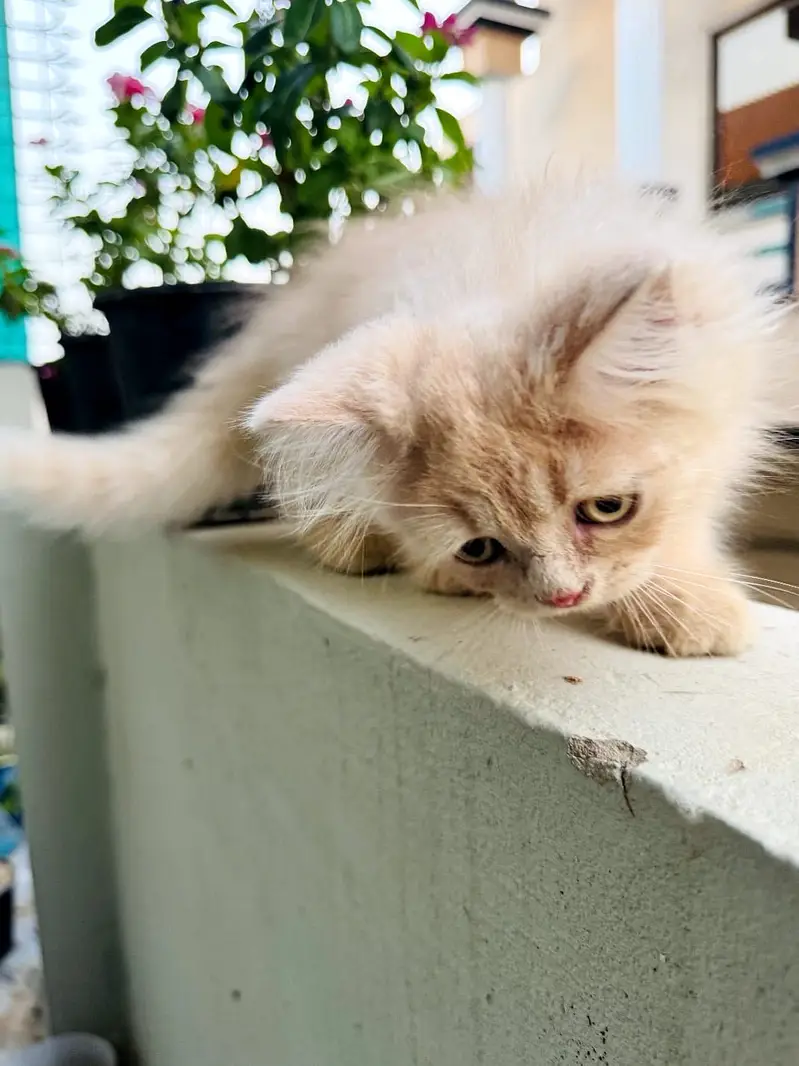 Kittens Looking for New Homes — photo 3