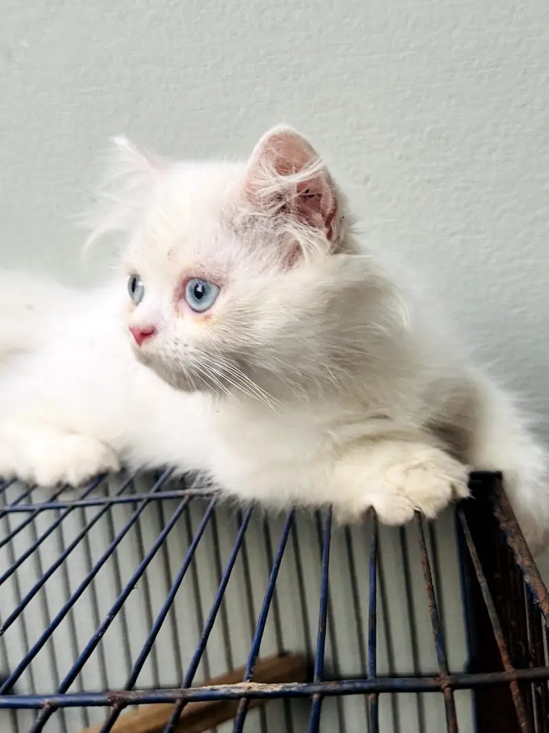 Kittens Looking for New Homes — photo 4