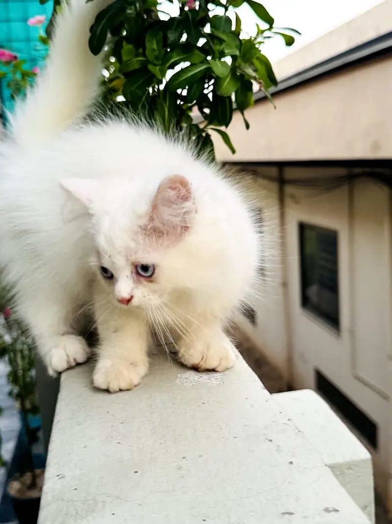 Kittens Looking for New Homes — photo 5