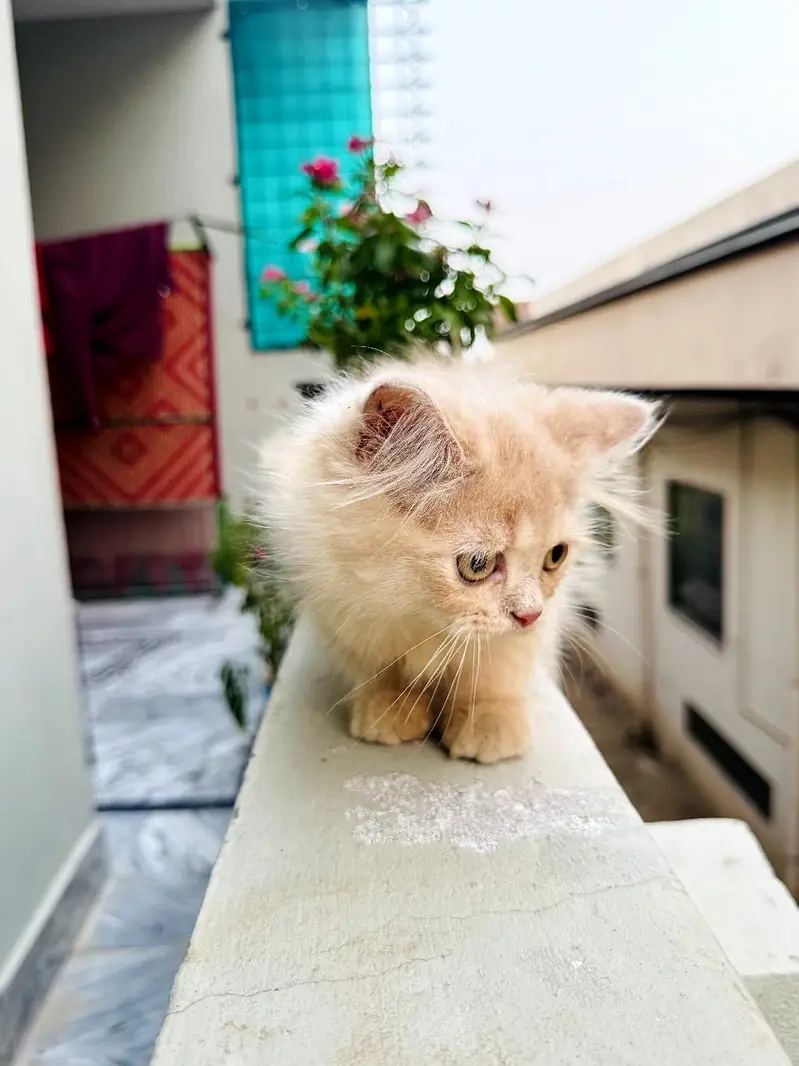Kittens Looking for New Homes — photo 6