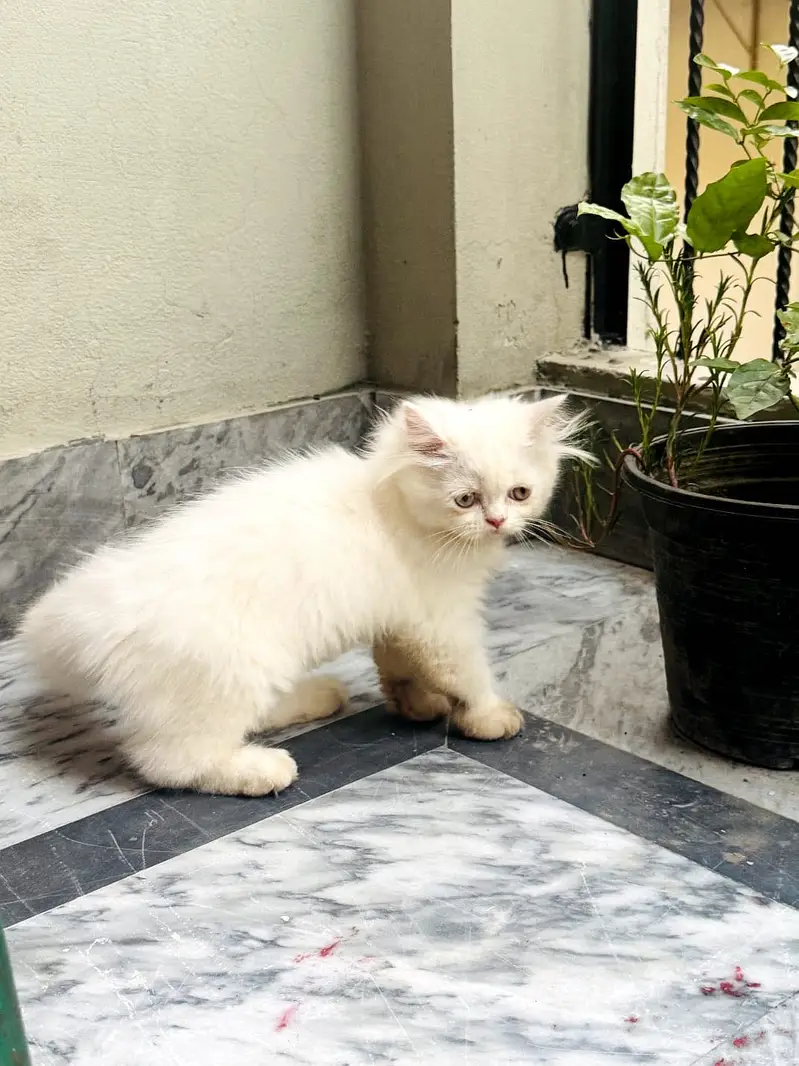 Kittens Looking for New Homes — photo 7
