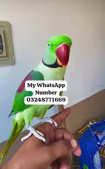 Kashmir Raw Paroot 8month age for sale