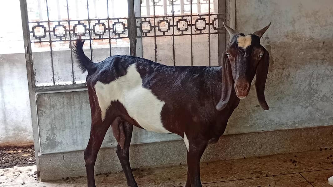 Sindhi Bakri 3